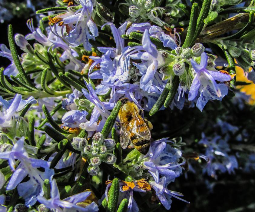 bee on blue flowers in spring