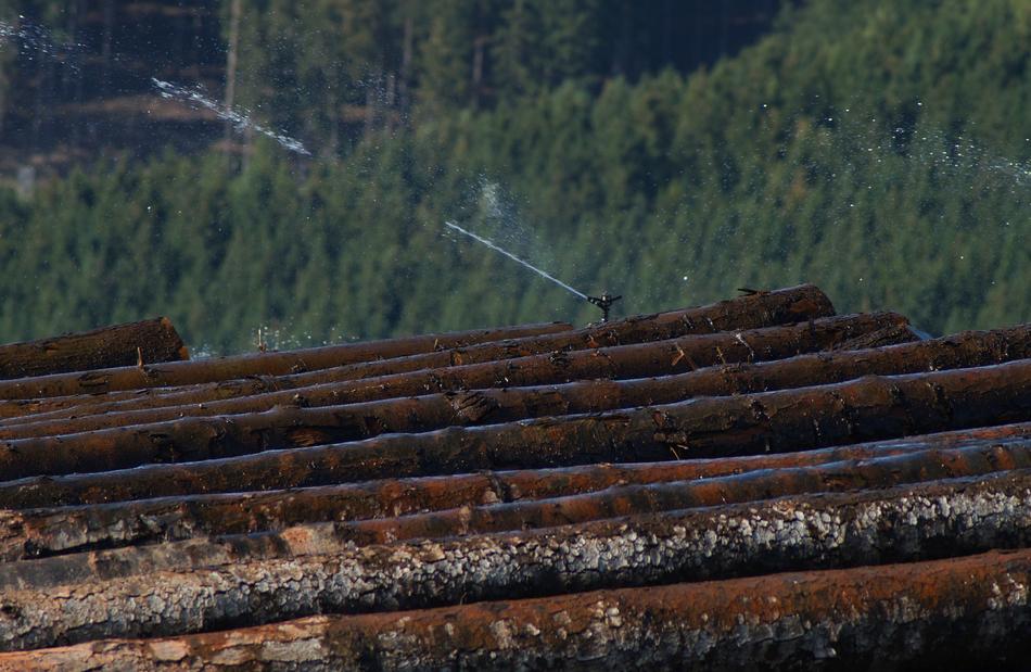 stacks of trunks at a sawmill in the forest