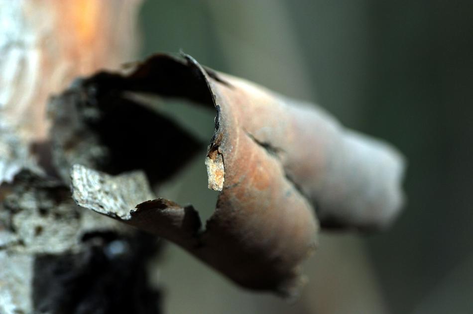 wrapped bark on tree close-up with blurred background