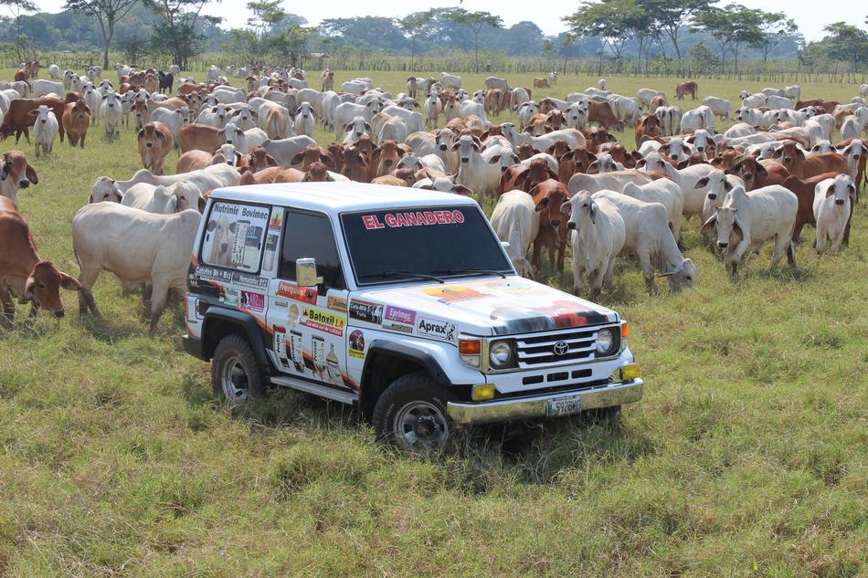 Landscape of Veterinary Rancher