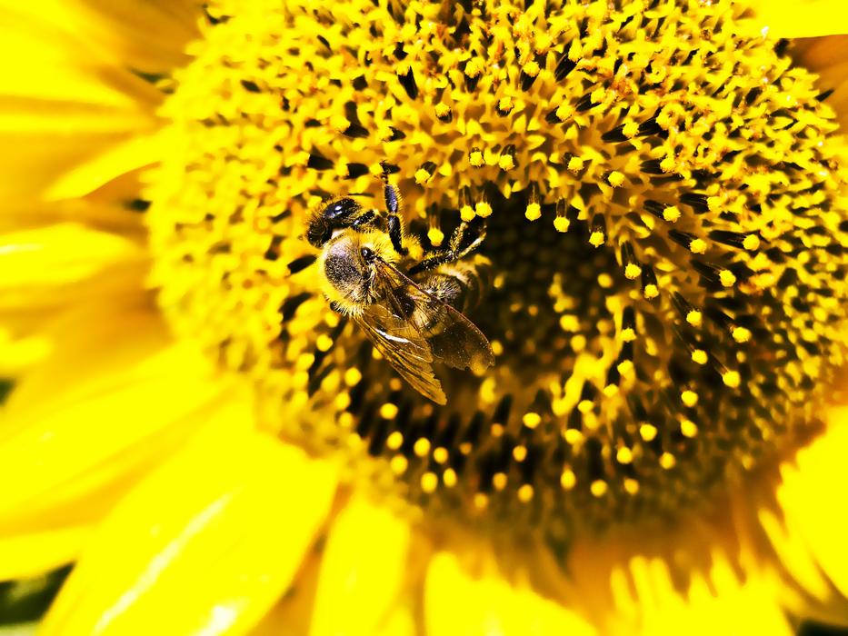 Bee Work on Sunflower