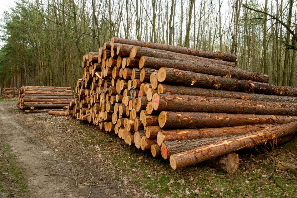 stacks of logs in the forest