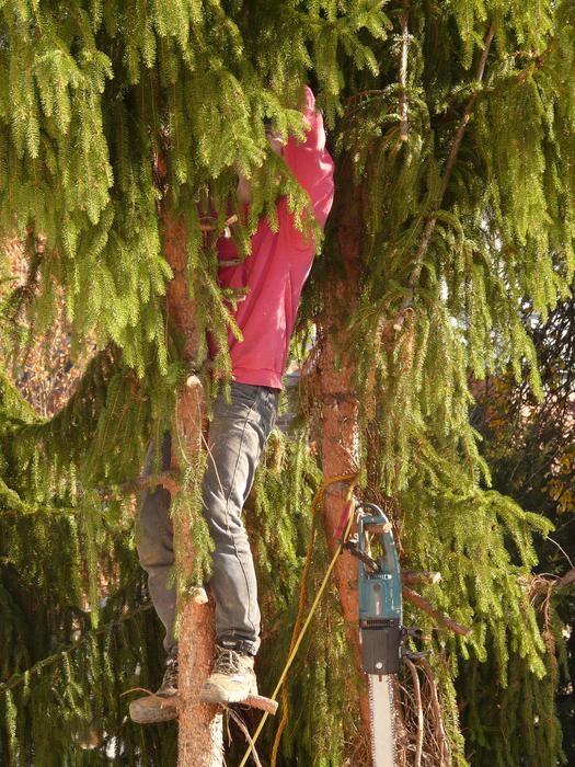 Forest Work Tree