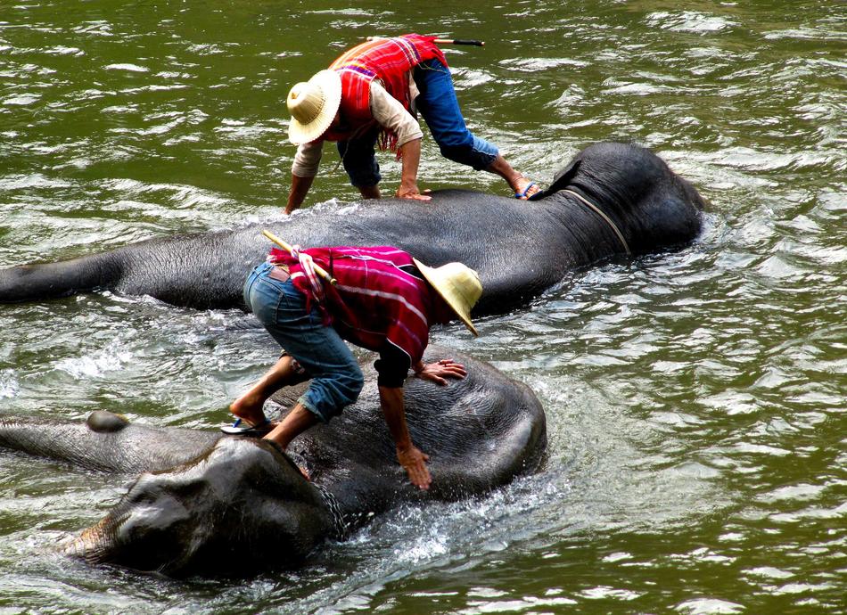 men washes elephants on the river