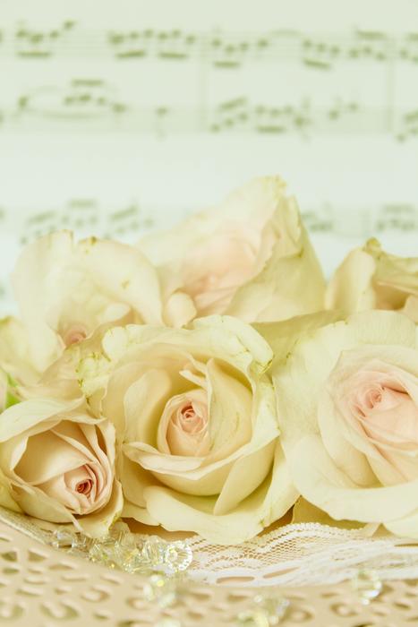 Beautiful, yellow, white and pink roses, at background with the music sheet