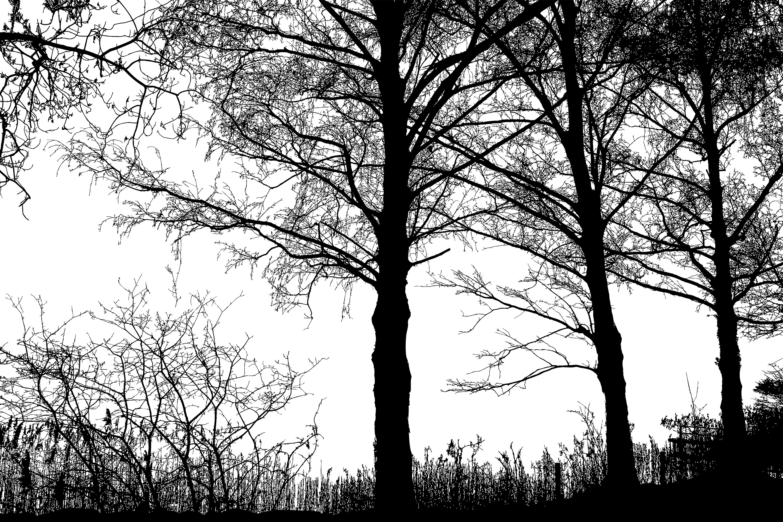Темные силуэты деревьев Поляна