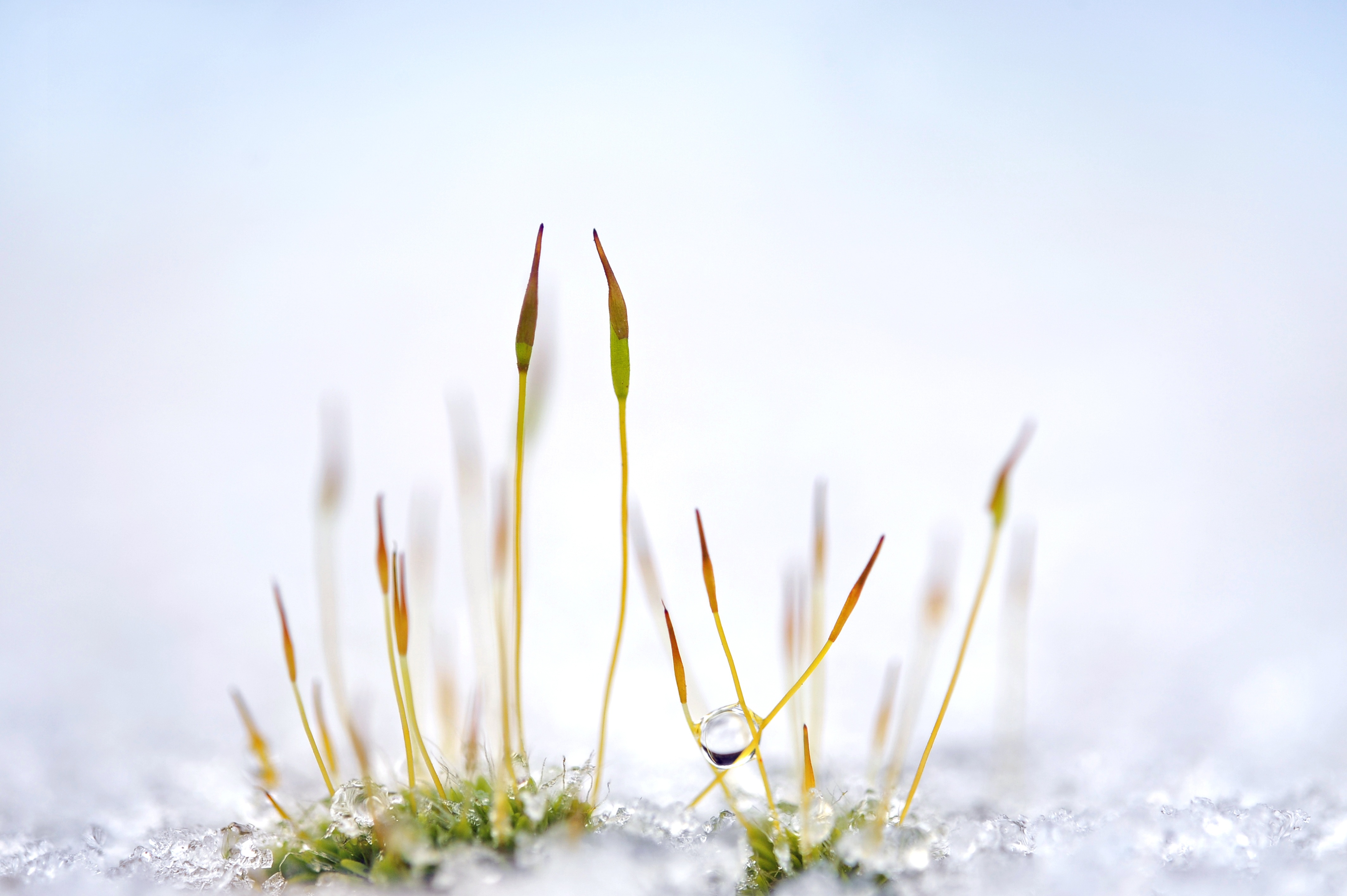 Трава из под снега