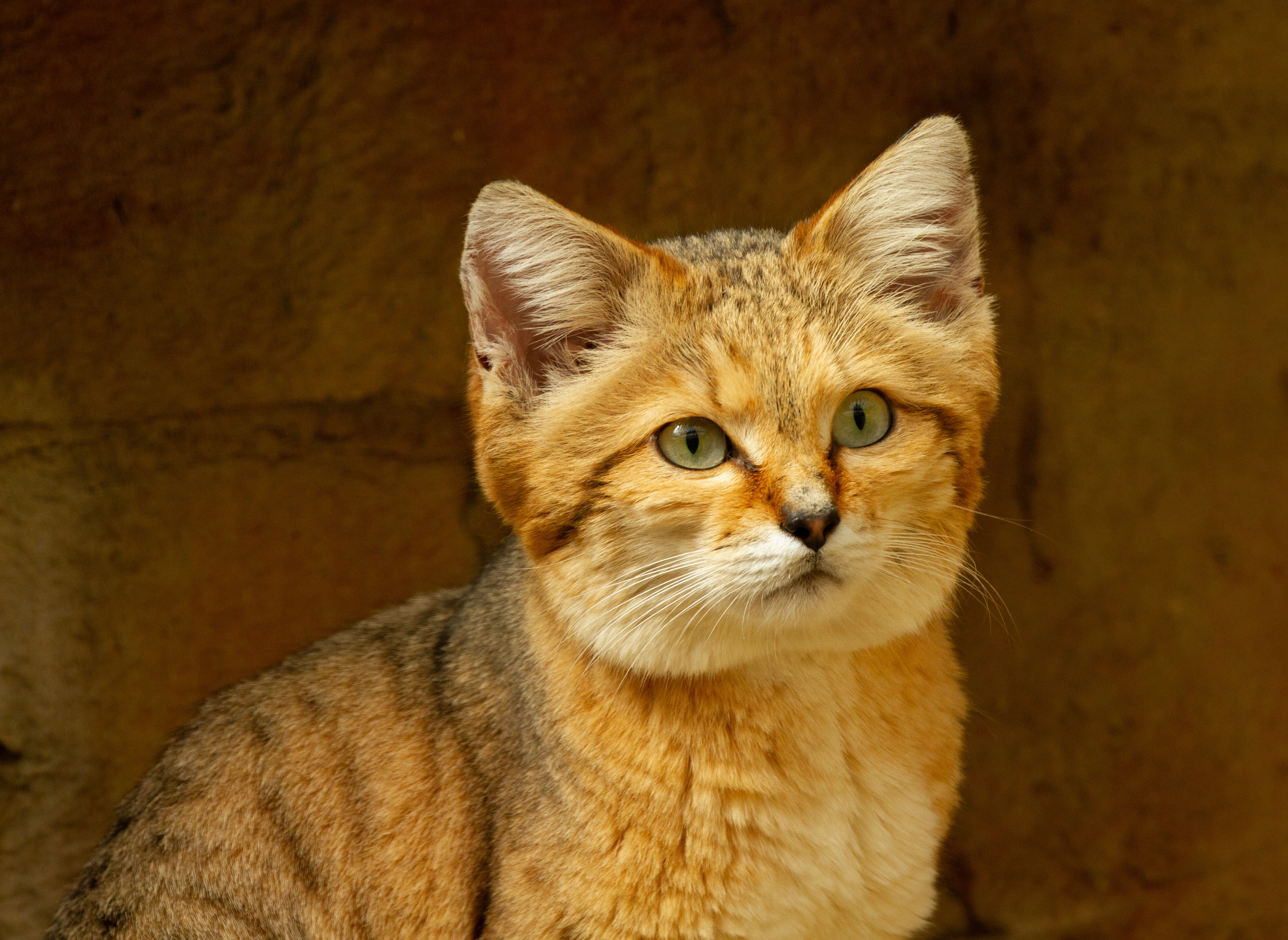 Кошка пустыни. Барханный кот. Пустынный барханный кот. Песчаная барханная кошка. Животные пустыни барханный кот.