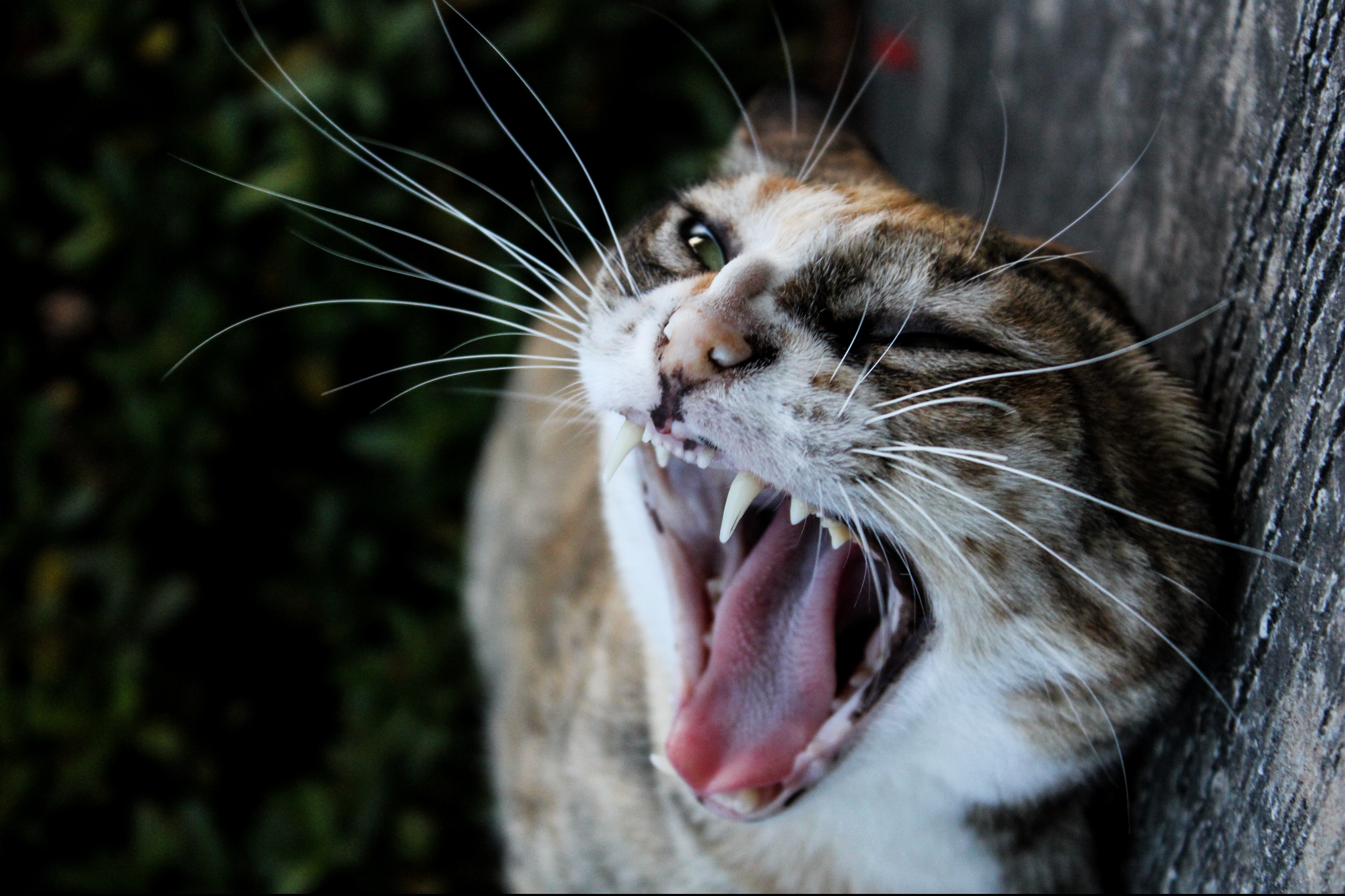 Зубы диких кошек