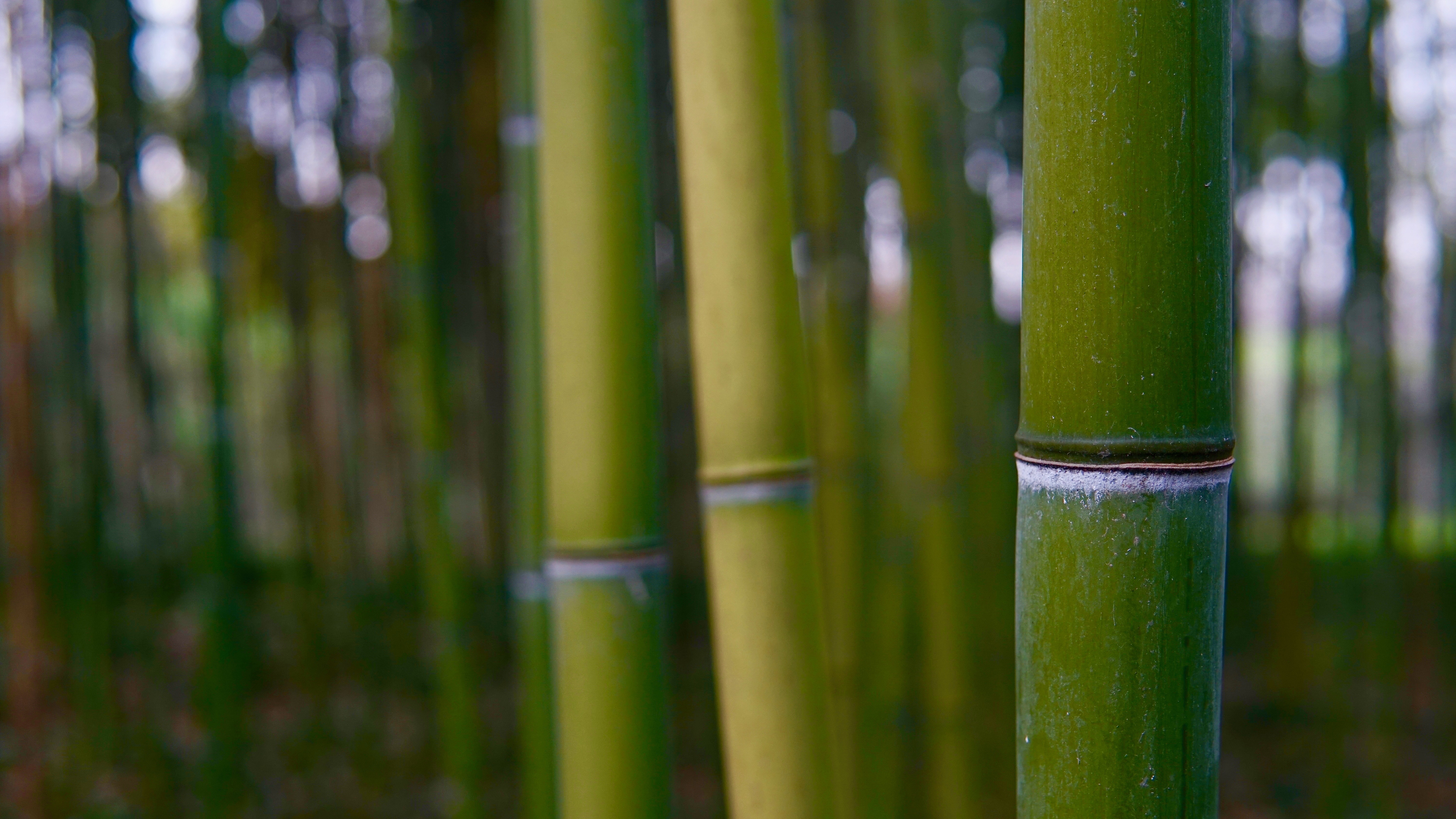 Цвет бамбука