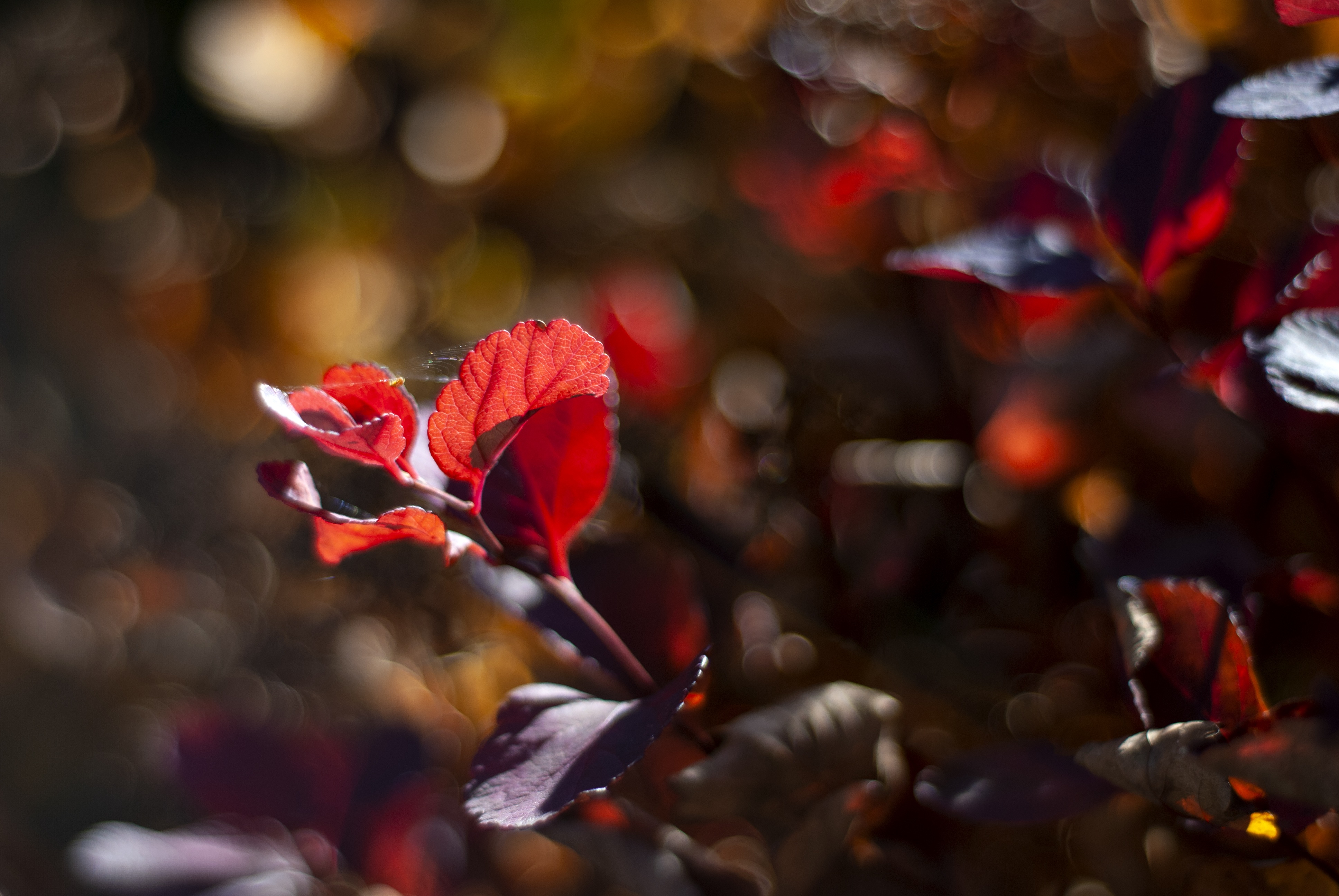 Delightful Autumn Colors free image download