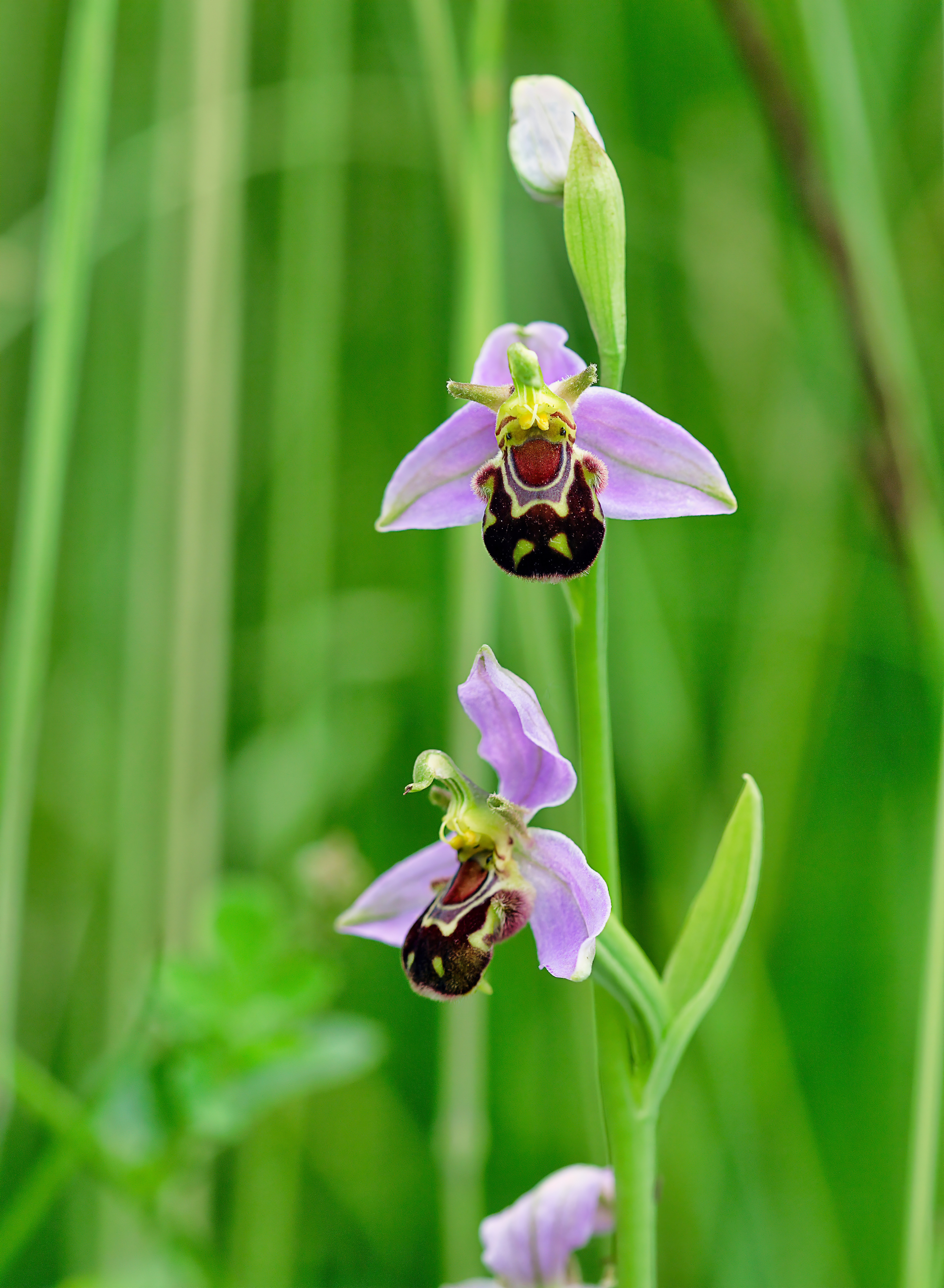 Орхидные пчёлы Euglossini