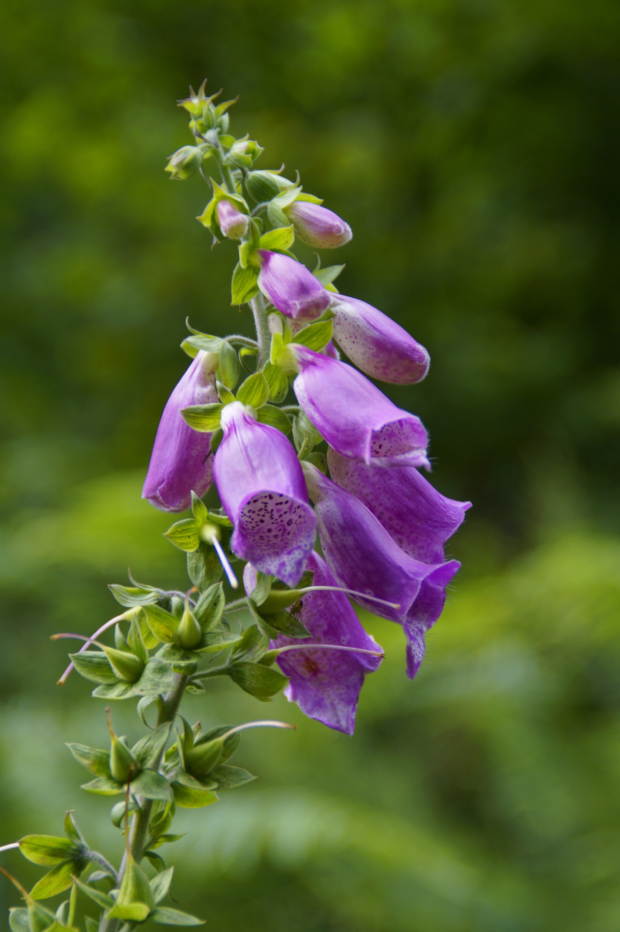 Bloom Beautifully: Discover Enchanting Flower Shops In Brockville