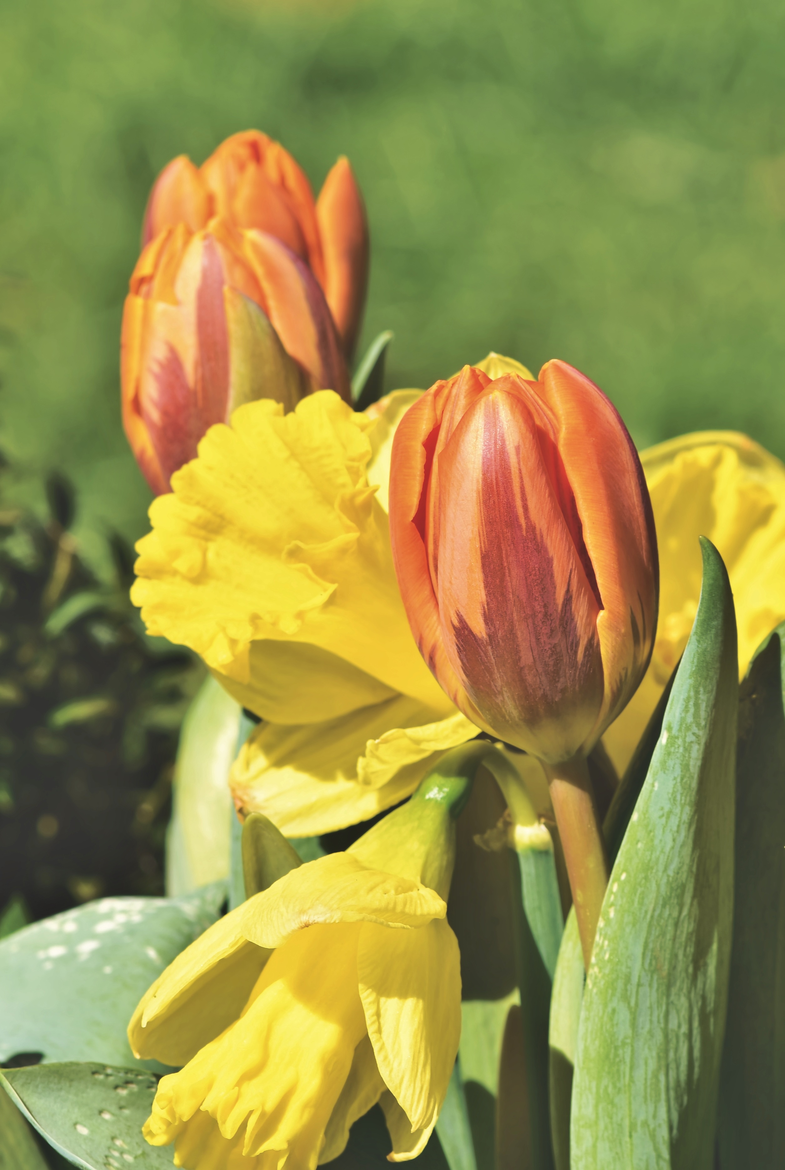 Tulip Bouquet Of Flowers Blossom free image download