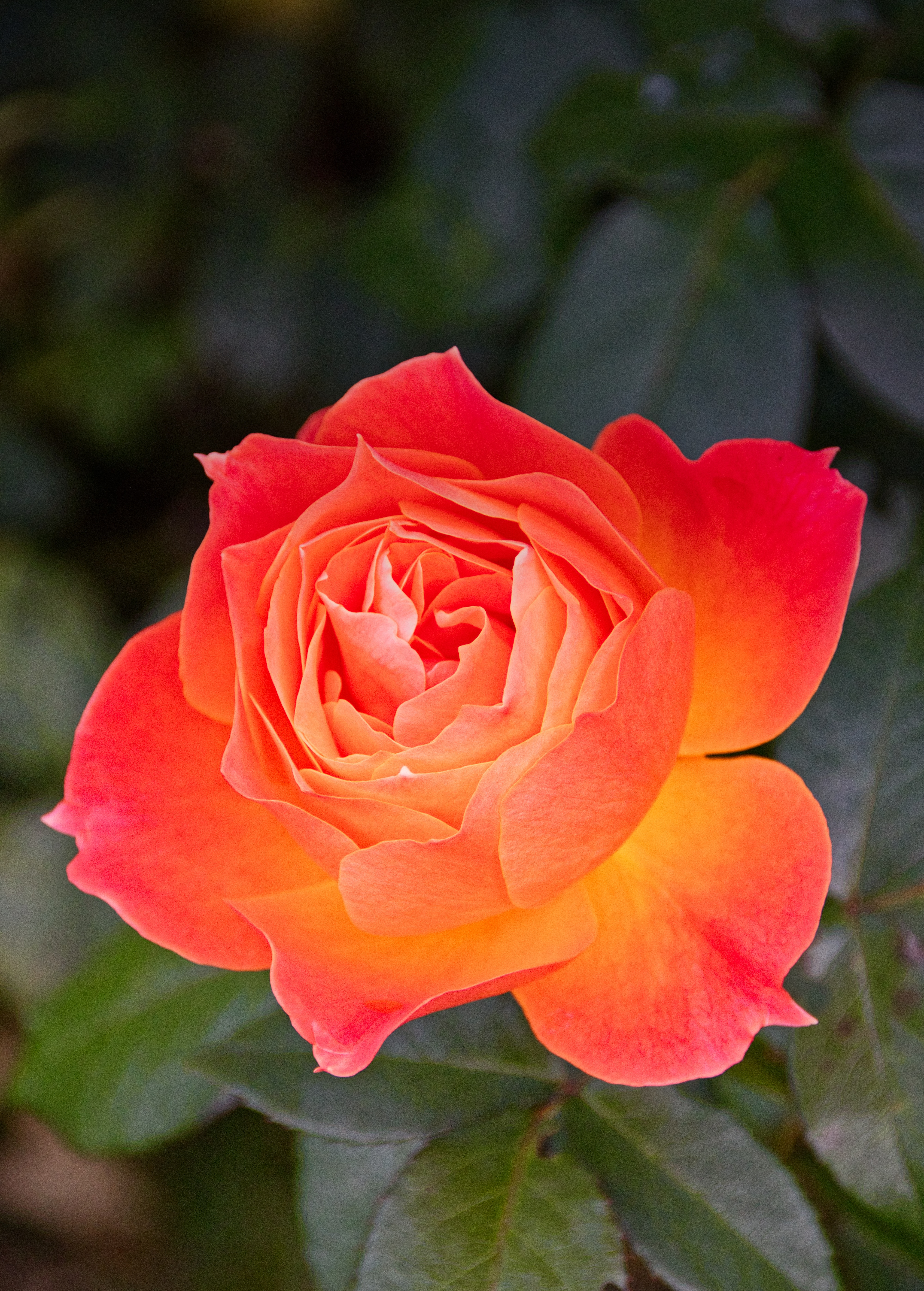 Роза оранж романтика фото и описание