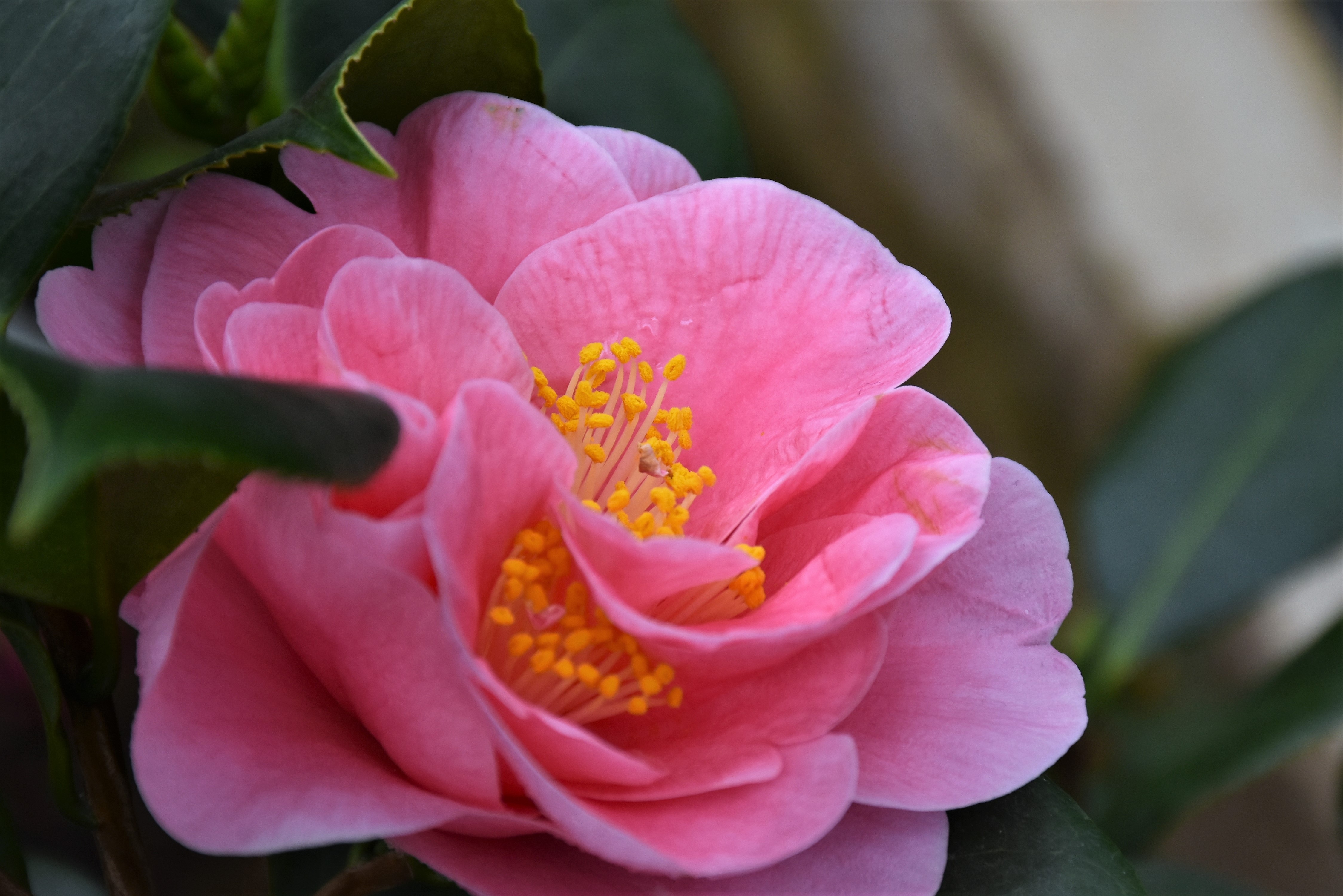 Amazing Camelia Flower free image download