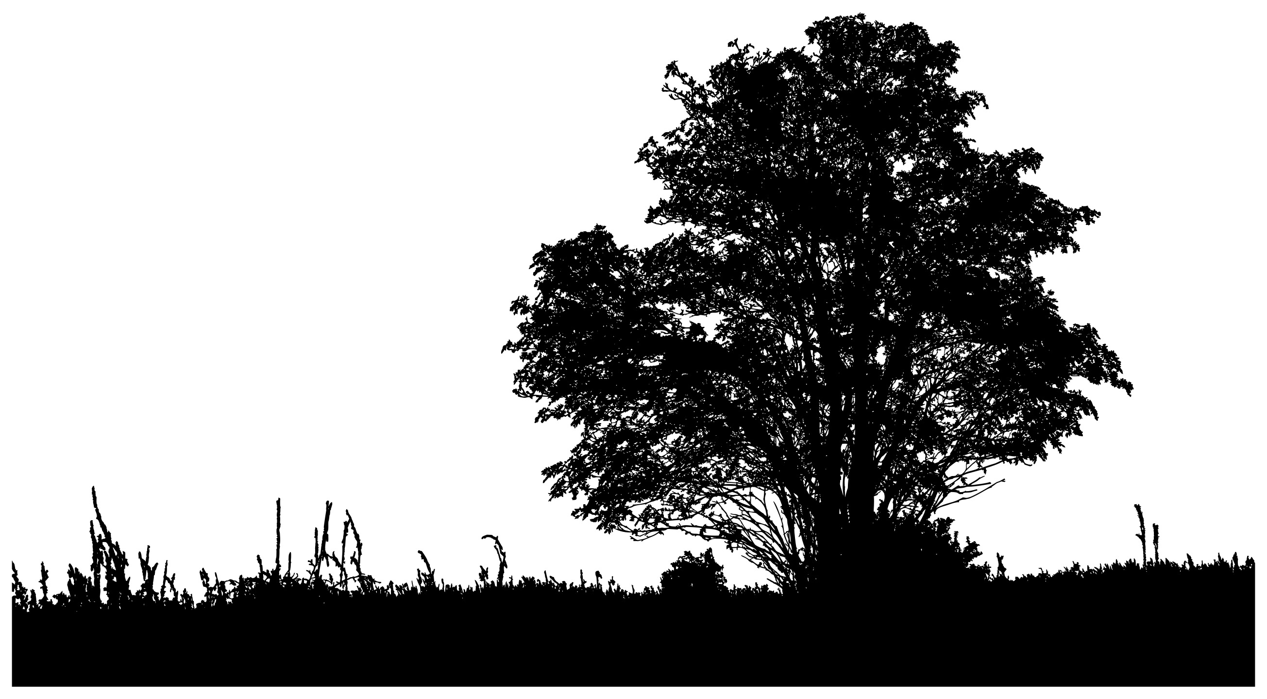 Силуэт дерева на черном фоне