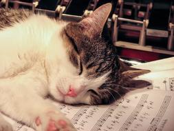 Cat Pet Sleep