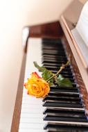 yellow rose lies on the piano keyboard