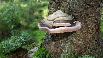natural tree mushroom on a trunk in the forest