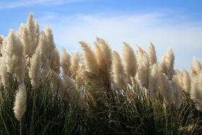 Hatteras Grass Pampas on shoreline