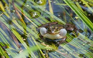 photo of Water Frog Ranidae