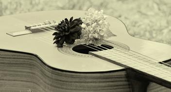 Guitar Musical Instrument and flowers