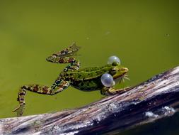 closeup view of Water Frog Spawning time
