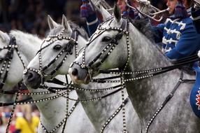 Chio Aachen Equestrian horses