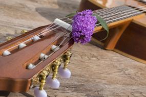 purple lilac lies on the guitar