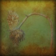 vintage image of a butterfly on a dry flower