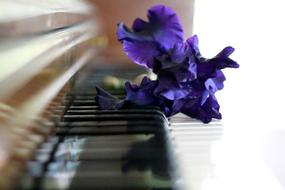 deep purple Iris flower on Piano keyboard