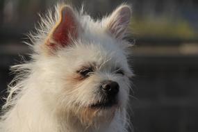 head of furry white doggy close up