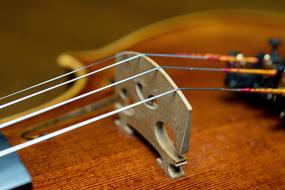 stretched strings of a musical instrument