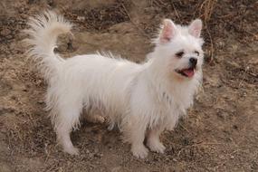 cute furry white doggy outdoor