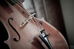 Cello close-up on blurred background
