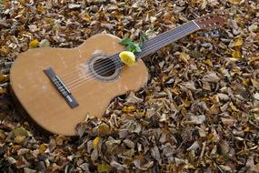 Guitar Instrument and flowers