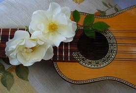 white roses on neck of Charango, Andean Stringed instrument