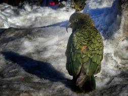 mountain parrot kea in new zealand