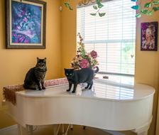 cats on a white piano in the interior of the room