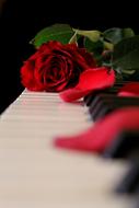 red rose on piano keys in a blurred background