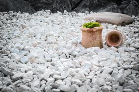 Garden Potted