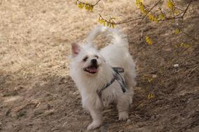 little white fluffy dog