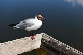 seagull in swan lake