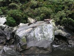 New Zealand Milford stones
