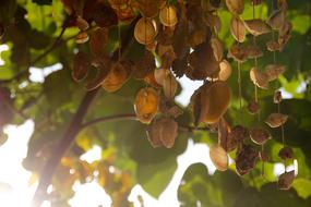 Mussel shells on threads beneath tree, wind chime