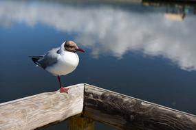 bird white Lake