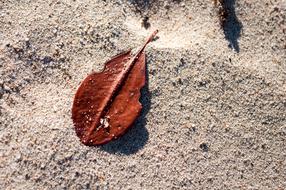 red Violin shape leaf on Sand