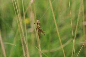 Cricket dry grass