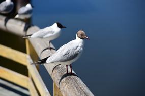 white gulls Lake